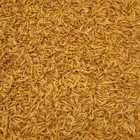 میلورم سوپر ورم زنده خشک