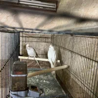 عروس هلندی جفت البینو