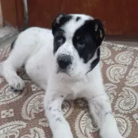 واگزاری توله سگ آلابای