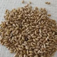 گندم مهرگان بوجاری شده