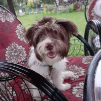 واگذاری رایگان