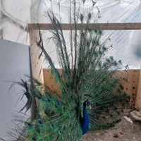فروش طاووس نر و ماده واکسینه شده