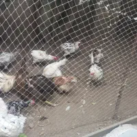 فروش مرغ و خروس گلین