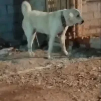 ماده عراقی|سگ|سیلوانه, |دیوار