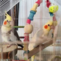 عروس هلندی مولد به همراه سه جوجه