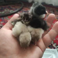 جوجه گلین جاپنیز پرپا لاری مرغ و خروس گلین|حیوانات مزرعه|همدان, |دیوار