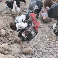 غاز مرغ بوقلمون|حیوانات مزرعه|اهواز, پردیس|دیوار