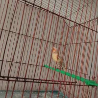 قناری مزاییکی نر