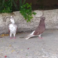 اشعل پاکستانی کبوتر