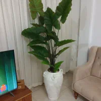 انواع درختچه با ارتفاعِ بلند