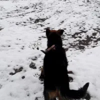 سک نر 2ساله ژرمن شیپر اصل|سگ|جعفرآباد, |دیوار