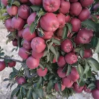 فروش انواع نهال میوه به قیمت عمده در نهالستان ما|خدمات باغبانی و درختکاری|اردبیل, |دیوار