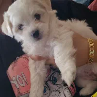 سگ فانتزی شیتزو|سگ|شهر بابک, |دیوار