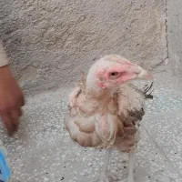 جوجه لاری|حیوانات مزرعه|زهک, |دیوار