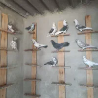 کبوتر پرشی ب شرط