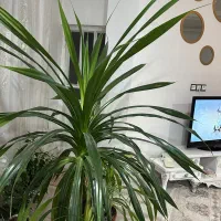 گل پاندانوس