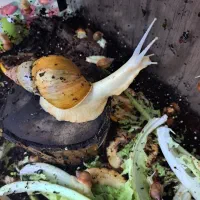 فروش حلزون