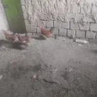 فروش مرغ محلی
