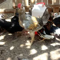 مرغ و خروس گلین اصیل