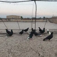 ده عدد کفتر دم سفید|پرنده|رفسنجان, |دیوار