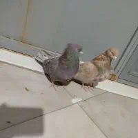 کبوتر یه جفت کوهی|پرنده|میلاجرد, |دیوار