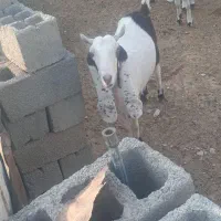 بز افغانی|حیوانات مزرعه|سیوان, |دیوار