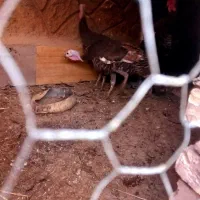 فروش بقلمون