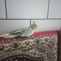 عروس هلندی دستی