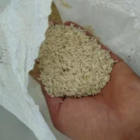 برنج محلی هاشمی