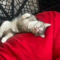 گربه|گربه|کرج, ساماندهی|دیوار