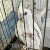 عروس هلندی