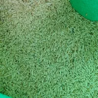 جو بهاره دیمی