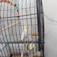 عروس هلندی سالم سره حال و سخن گو