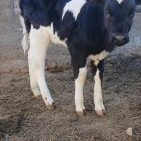 گوساله ماده