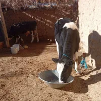 گوساله هلشتاین 3ماهه