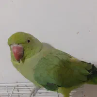 طوطی ملنگو نر|پرنده|هشتگرد, شهرک المهدی|دیوار