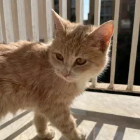 واگذاری رایگان گربه|گربه|شیراز, گلدشت معالیآباد|دیوار