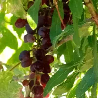 باغ|فروش دفتر صنعتی، کشاورزی، تجاری|اقلید, |دیوار