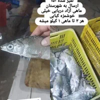 ماهی تازه