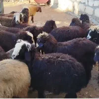 گوسفند|حیوانات مزرعه|نالوس, |دیوار