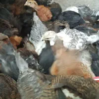 جوجه گلپایگان