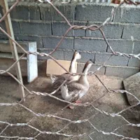 ‌فروش پرنده قوغاز