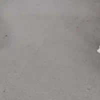 پالاز موکت،نو|موکت|بندر امام خمینی, |دیوار