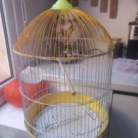 قفس گرد زیبا طوطی و قناری
