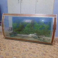 اکواریوم