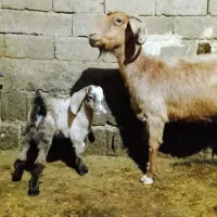بزوبزغله