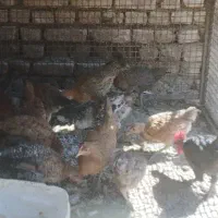 جوجه و خروس بومی