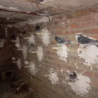 کبوتر فروشی|حیوانات|خاش, |دیوار