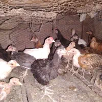 جوجه فروشی زیرمرغی محلی اصل