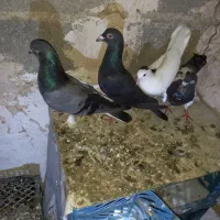کبوتر فوری فروشی